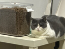 素力高（SolidGold）进口高蛋白金装金素鸡长肉营养成猫幼猫猫粮12磅/5.44kg 实拍图