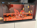 当贝智能生态鱼缸1Ultra 一体缸自循环桌面鱼缸 财运石造景套餐 实拍图