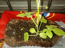 德沃多肥料西瓜专用植物营养土15L园艺种植花泥种菜土花土果蔬绿植有机土壤 实拍图