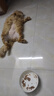 美士（Nutro）进口猫罐头一分为二餐盒湿粮猫零食鸡肉口味猫主食罐75g 实拍图