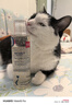 那非普 猫肤乐 猫沐浴露 猫咪黑下巴  清洁洗液200ml 实拍图