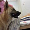 麦富迪狗粮 藻趣儿狗粮成犬粮牛肉螺旋藻 均衡营养15kg/30斤 实拍图