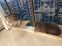 憨憨乐园猫吊床猫咪吊床玻璃吸盘式猫架阳台吊篮悬挂宠物猫窝窗户吊床用品 实拍图