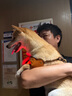 Orijen渴望狗粮 小型犬全期全价小颗粒鸡肉进口犬粮1.8kg效期25/12 实拍图