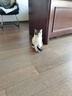 憨憨乐园猫绳牵引绳项圈防挣脱猫咪外出溜遛猫绳链子兔宠物胸背带 藏青色 M号【6-15斤内猫咪使用】 实拍图