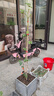 美乐棵 玫瑰月季营养土养花花肥种植土花土肥料盆栽绿植专用土壤40L 实拍图
