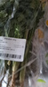 带根香菜100g 实拍图