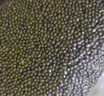 京觅绿豆3斤 杂粮 京东自营绿豆（可发绿豆沙粥）新绿豆夏日解暑 实拍图