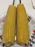 十月稻田 五常黄糯玉米 3.52斤(220g*8根) 东北玉米棒 早餐 杂粮礼盒 实拍图