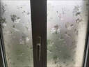 诚佳迪卫生间窗户玻璃隐私贴膜透光不透人浴室门防偷窥厕所遮挡窗花贴纸 富贵芙蓉【360度防窥】 2米长*60厘米宽 实拍图