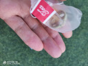 青桔百香果茶冻干金桔水果茶包冲饮独立小包装奶茶店网红饮品泡水 10小包【1袋】 实拍图