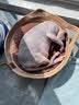 LEGENDSANDY蓝氏猫粮乳鸽10KG猎鸟乳鸽繁育20斤冻干生骨肉全价粮 蓝氏猎鸟乳鸽体验装(80g)*1 实拍图