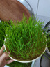 北蔬 小麦草种子种苗水培小麦苗猫草蔬菜种籽 小麦草芽苗菜种子500g 实拍图