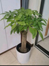 叹为观止大型植物发财树各种大颗盆栽开业乔迁客厅办公室内好养大型花卉 单杆发财树【1.1-1.3米】 含盆 实拍图