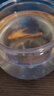 高清鱼缸 生态缸桌面溪流缸迷你金鱼缸小型水族箱养鱼龟缸PET 小号鱼缸【超清8K高透/摔不碎/久用不糊】 实拍图