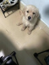 力狼（LILANG）狗粮幼犬粮 博美泰迪柯基金毛边牧全犬种中小型犬通用型狗粮 【超值囤货】幼犬专研粮10kg20斤 实拍图