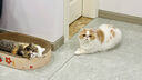 泰淘气益生菌猫咪拉肚子调理肠胃幼猫狗狗止泻止吐药治疗型拉稀宠物专用 实拍图