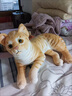 蓝诗诺小猫咪毛绒玩具仿真宠物玩偶动物模型儿童猫偶猫咪公仔送儿童礼物 橘猫【侧卧款】【长29厘米】 均码 实拍图