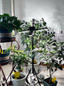 三思植物补光灯仿太阳室内落地全光谱展翅植物生长灯LED补光灯-60W 实拍图