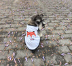 KONOKO去泪痕湿巾宠物猫咪狗狗泪痕湿纸巾比熊泰迪擦眼睛湿巾纸眼部清洁 实拍图