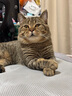 INSTINCT天然百利经典无谷鸡肉全猫幼猫粮5磅/2.2kg 效期25年12月 实拍图