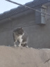 麦富迪猫粮 超肉粒冻干双拼粮2kg 成猫（冻干三文鱼） 实拍图