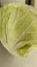 山东新鲜甘蓝包菜卷心菜圆白菜新鲜嫩绿莲花白现摘现发早餐减脂 新鲜包菜 1斤 人工挑拣 实拍图