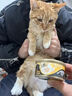 希宝进口全价成猫宠物主食罐头高肉补水慕斯罐鸡肉鸡肝70g罐 实拍图
