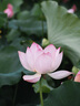 奥之心（OM SYSTEM）M.ZUIKO DIGITAL ED 40-150mm F4-5.6 R 远摄变焦镜头 微单镜头 黑色 等效80-300mm 实拍图