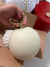 京鲜生 大漠蜜瓜系列 大漠玉菇甜瓜 2枚 净重6-7斤 水果蜜瓜 源头直发 实拍图