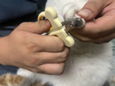 HELLOJOY猫咪指甲剪专用小盲剪狗狗指甲钳小猫指甲钳圆孔新手防抓防咬 实拍图