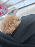 皇家皇家狗粮 幼犬狗粮 犬粮 通用犬型 A3 通用粮 2-12月 8KG 实拍图