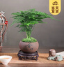 开时果 文竹盆栽桌面摆件盆景 办公室植物竹子水培绿植盆景源头直发包邮 舍得紫砂盆+苔藓+底托 实拍图