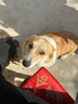 奥丁（ODIN）狗粮 大中小型成犬幼犬金毛泰迪柯基哈士奇通用犬粮 【成犬专用】鲜肉配方15kg30斤 实拍图