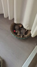麦富迪 猫粮 barf霸弗生骨肉主食冻干双拼天然粮鲜肉营养无谷高肉高蛋白 幼猫粮1.8kg|牛肉配方 实拍图