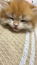 沃趣 猫砂2.0升级版低尘猫砂膨润土清香型猫砂高效除臭20斤易储存 实拍图
