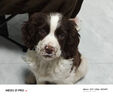 petlimit宠物p链p绳狗狗牵引绳遛狗绳子小中大型训犬防爆冲随行牵引1.5米  实拍图