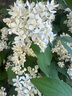FAN BEAUTY DIARY范冰冰同款芍药美白晶透粉润美肌面膜【3盒装】淡斑美白焕亮透白 实拍图