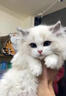 【纯种】布偶猫仙女猫海双蓝双山双长毛猫蓝眼睛小猫咪幼崽猫活体 宠物级 【更多幼猫】联系客服挑选 公 实拍图