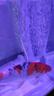 SOBOsobo 鱼缸氧气泵水族箱增氧泵 鱼池打氧养鱼鱼缸充氧泵 增氧机 2米管+2个石+2个止流阀 实拍图