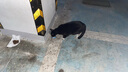 力狼猫罐头补水汤罐猫咪汤包幼猫成猫零食宠物食品猫湿粮 【28罐囤货装】金枪鱼味汤罐85g 实拍图