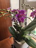 爱优尚蝴蝶兰带花苞盆栽秋冬兰花苗年宵花四季花卉植物紫六室内源头直发 实拍图