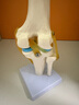 蓝蝶教学仿真人体膝关节功能模型附韧带骨骼医学功能展示 半月板交叉韧带活动膝盖 骨髌骨肩颈骨架骨科 人体膝关节 实拍图