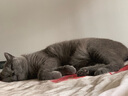 Jokul Natural Balance【防伪可查】雪山猫粮全阶段成猫幼猫粮全期通用天然粮 全猫粮15磅（约6.8公斤） 实拍图
