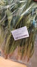 大菠菜300g 实拍图