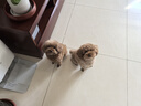 皇家狗粮 幼犬狗粮 宠物 小型犬 MIJ31 全价犬粮 2-10月 2KG 实拍图