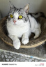 Orijen渴望猫粮 成猫幼猫干粮 全价通用无谷原味鸡肉进口5.4kg效期25/12 实拍图
