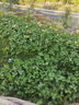 绿联20W充电头Type-C适用苹果16充电器iPhone16e15ProMax14/13/12/11/iPad手机氮化镓快充平板插头 实拍图