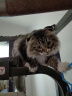 奥丁（ODIN）猫粮 成猫专用美短英短蓝猫暹罗猫 鱼肉味天然猫粮10kg20斤 实拍图