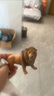 思乐（Schleich S）仿真动物模型 老虎狮子狼豹白虎猞猁男女孩儿童玩具生日礼物3+ 咆哮的狮子14726 实拍图